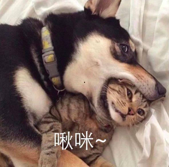 二哈吃瓜娱乐圈百度云